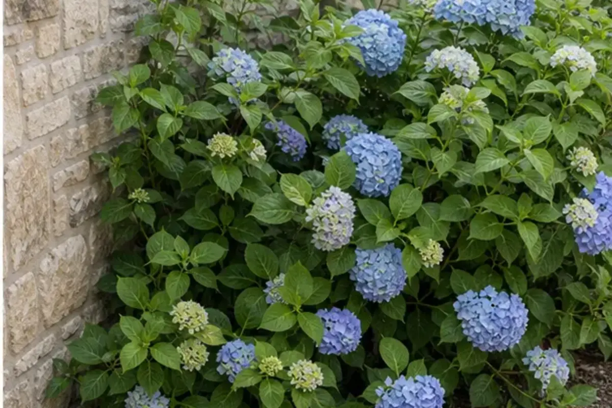 Hortensia devenu trop proche d’un mur avec des branches plaquées contre la maçonnerie