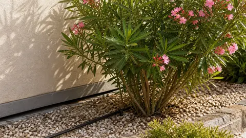 Laurier rose près d’un mur avec paillage minéral et arrosage goutte-à-goutte